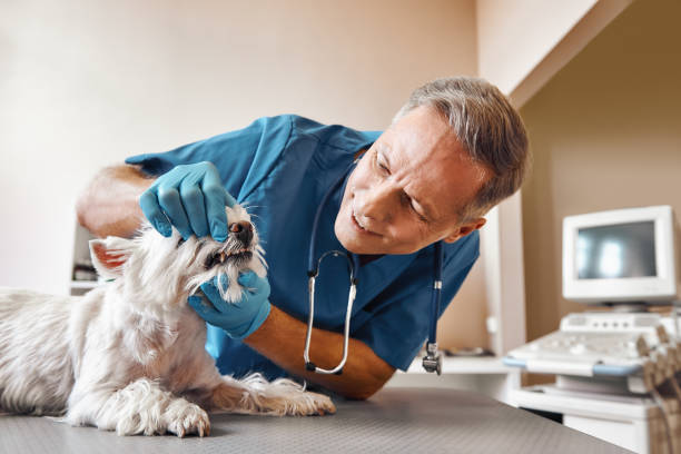 Best Emergency X-Rays and Diagnostics in Kekoskee, WI
